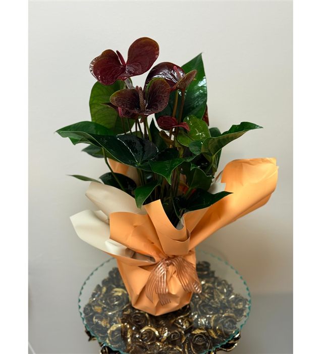 Anthurium Bordo
