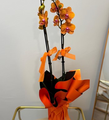 orkide, ankara orkide