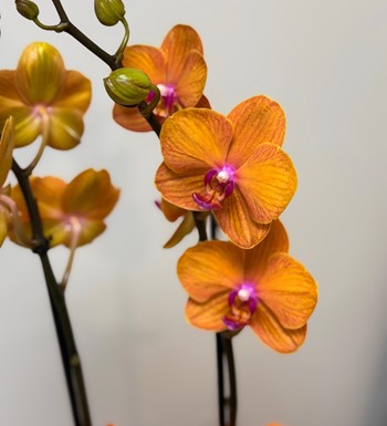 orkide, ankara orkide