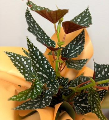 ankaraçiçekçi, aglaonema, agleonama çiçeği