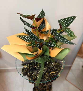 ankaraçiçekçi, aglaonema, agleonama çiçeği