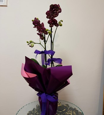 orkide, ankara orkide, orkide bahçesi