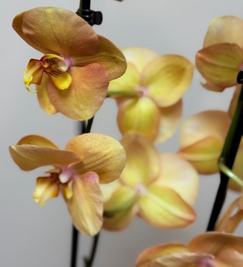 ankara orkide gönder, ithal orkide, somon rengi orkide