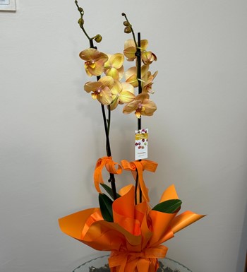 ankara orkide gönder, ithal orkide, somon rengi orkide