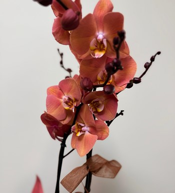 ankara orkide gönder, ithal orkide, somon rengi orkide