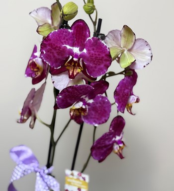 orkide, ankara orkide, orkide bahçesi