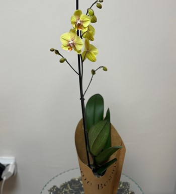 ankara orkide siparişi, ankara çiçekçi