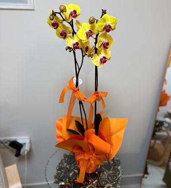 ankara orkide siparişi, ankara çiçekçi