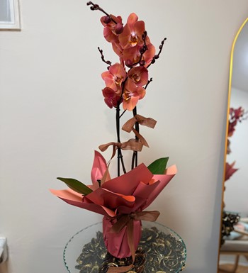 ankara orkide gönder, ithal orkide, somon rengi orkide