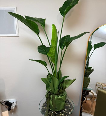 starliçe, cennetkuşu, ankarastarliçe