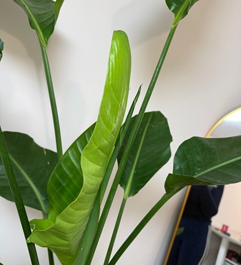 starliçe, cennetkuşu, ankarastarliçe