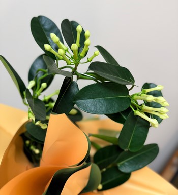 ankaraçiçekçi, ankara çiçeksiparişi, 