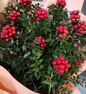 kokinabuketi, ankarakokina, kokinaçiçeği, enkalitelikokina