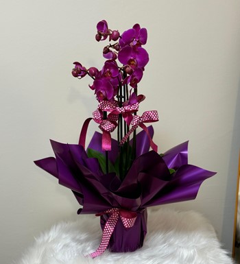 ankara orkide siparişi, ankara çiçekçi