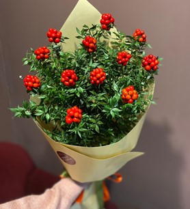 kokinabuketi, ankarakokina, kokinaçiçeği, enkalitelikokina