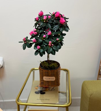 bastonaçelya, açelyabakımı, ankarabitki, ankaraçiçekçi