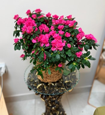 ankara saksı bitkisi siparişi ver