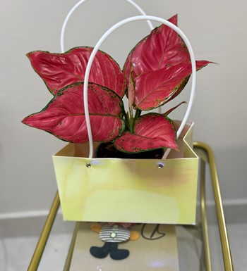 ankaraçiçekçi, aglaonema, agleonama çiçeği