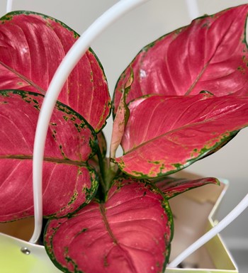 ankaraçiçekçi, aglaonema, agleonama çiçeği