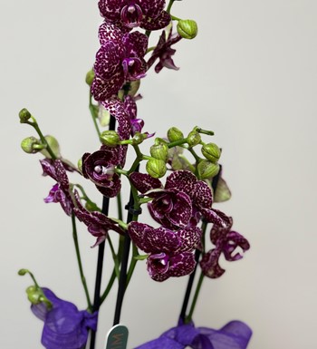 orkide, ankara orkide, orkide bahçesi