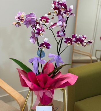 annelergünüçiçeği,ankaraçiçekgönder,ankaraorkidegönder