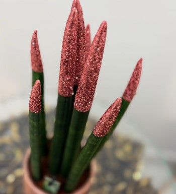 anneler günü çiçeği,ankara çiçek gönder,ankara orkide gönder