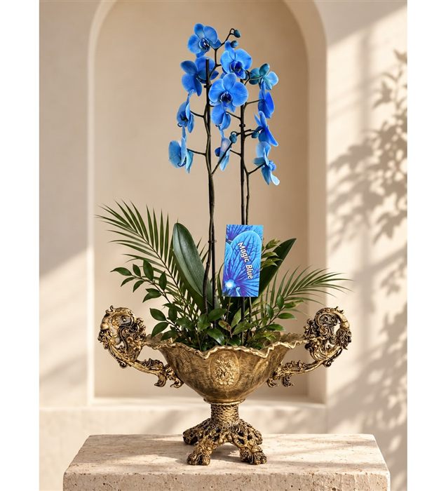 Magic Blue Royale – Antik Gold Saksıda 2 Dal Mavi Orkide