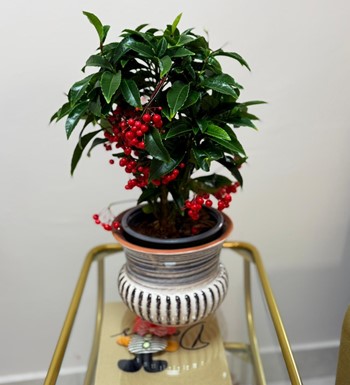 ardisia çiçeği, ankara Kokina 