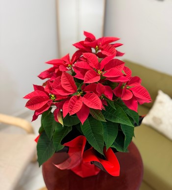 atatürkçiçeği, atatürkçiçeğibakımı, poinsettia
