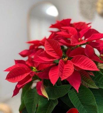 atatürkçiçeği, atatürkçiçeğibakımı, poinsettia
