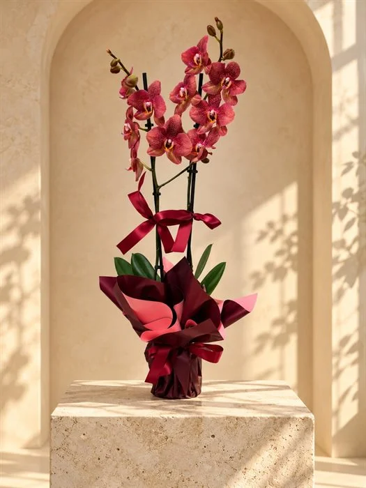 Phalaenopsis Orkide / Ateş Çift Dal Orkide