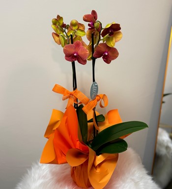 orkide, ankara orkide