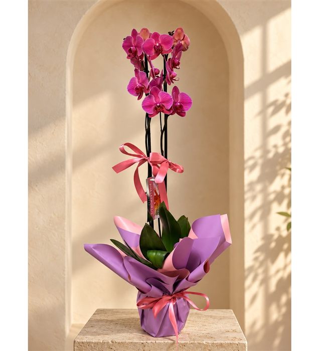Phalaenopsis Orkide / Ateş  Çift Dal Orkide