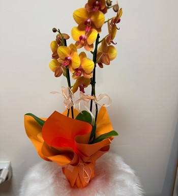 ankara orkide gönder, ithal orkide, somon rengi orkide