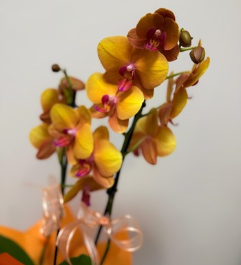 ankara orkide gönder, ithal orkide, somon rengi orkide