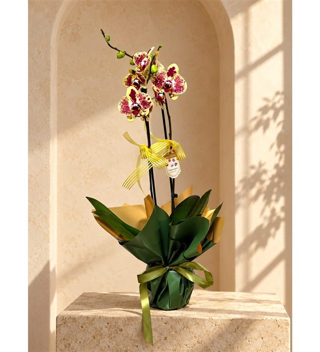 Phalaenopsis Orkide / Çift Dal Orkide