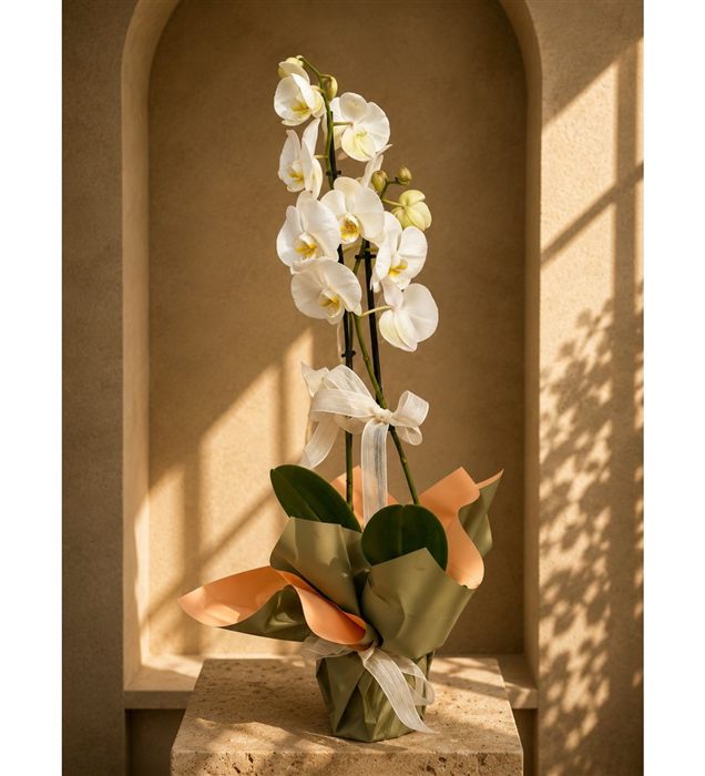 Phalaenopsis Orkide / Beyaz Çift  Dal