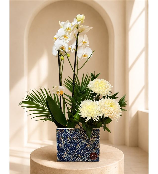 Phalaenopsis Beyaz Orkide Aranjmanı