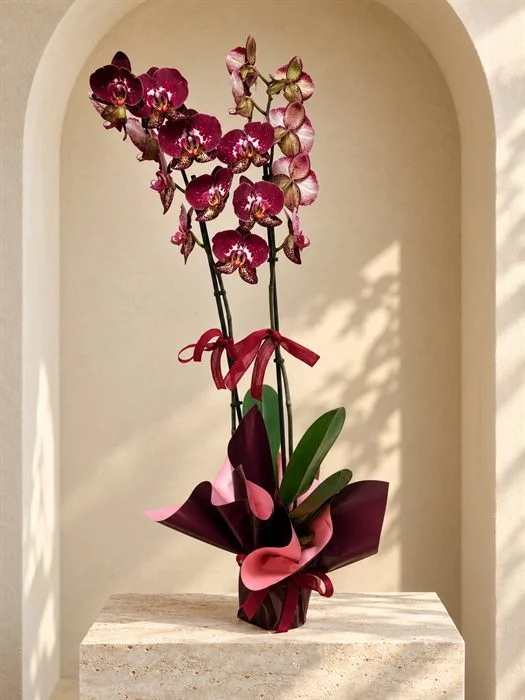 Phalaenopsis Orkide/ Dark Purple Çift Dal Orkide