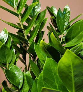 ankaraçiçekçi, ankara çiçeksiparişi, yenibatımahallesiçiçekç