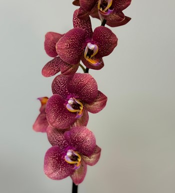 annelergünüçiçeği,ankaraçiçekgönder,ankaraorkidegönder