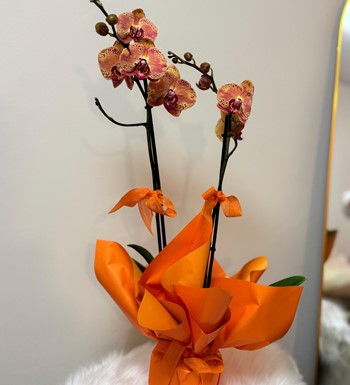 annelergünüçiçeği,ankaraçiçekgönder,ankaraorkidegönder