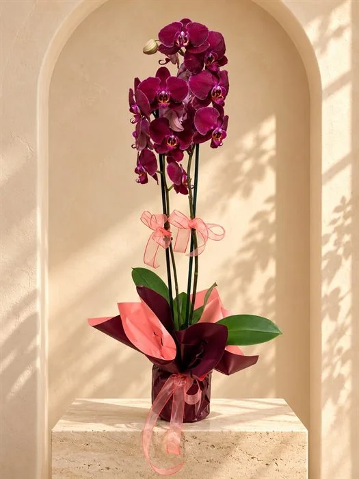 Phalaenopsis Orkide/ Dark Purple Çift Dal Orkide