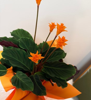 annelergünüçiçeği,ankaraçiçekgönder,ankaraorkidegönder