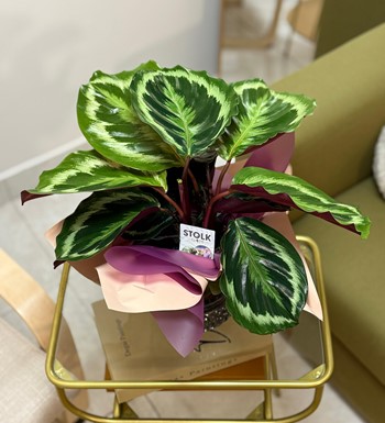 dua çiçeği, ankara çiçekçi