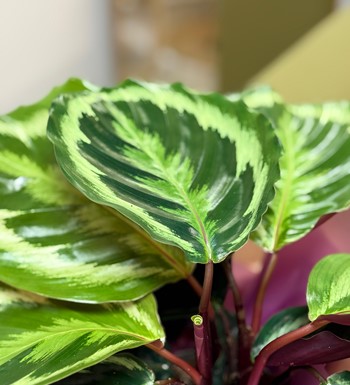 dua çiçeği, ankara çiçekçi