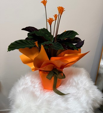 annelergünüçiçeği,ankaraçiçekgönder,ankaraorkidegönder