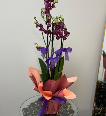 orkide, ankara orkide, orkide bahçesi