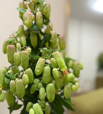 kalansa bitkisi, ankara çiçekçi