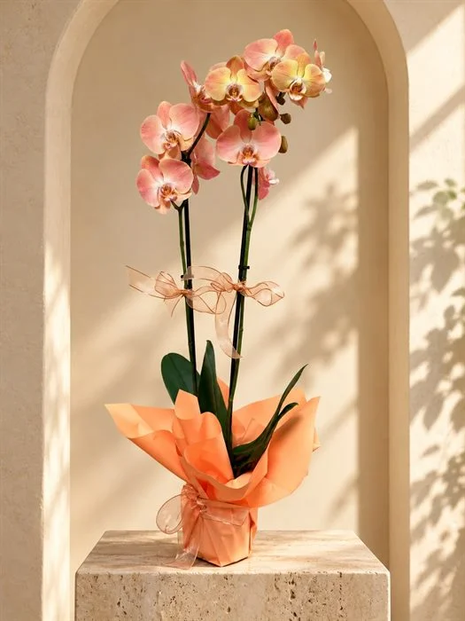 Phalaenopsis Orkide / Kavun İçi Çift Dal